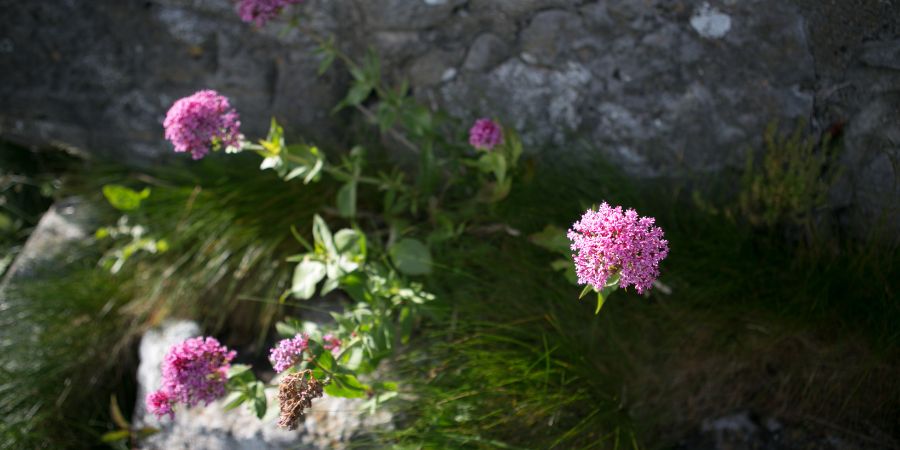 Imponente la flora de Irlanda es diversa, hermosa y llena de encanto. Desde los icónicos tréboles hasta los majestuosos bosques y las coloridas flores costeras, la flora irlandesa es un tesoro natural que merece ser admirado y protegido. Ya sea explorando los parques nacionales, caminando por los senderos forestales o visitando los jardines botánicos, los amantes de la naturaleza encontrarán en Irlanda un paraíso floral para disfrutar y apreciar.