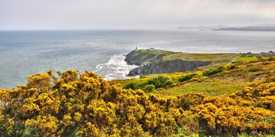 Paisa bello de Howth