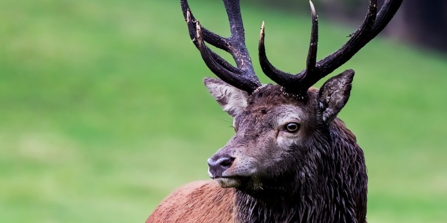 Megaloceros giganteus mirando el paisaje