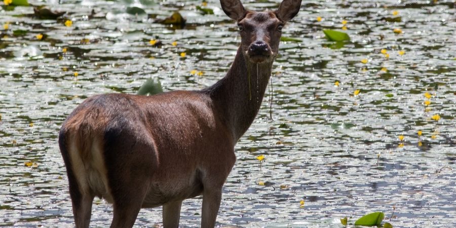 un animal tipo Megaloceros giganteus